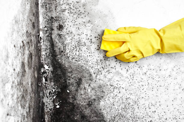 Best Certified Mold Removal  in Whitney, TX