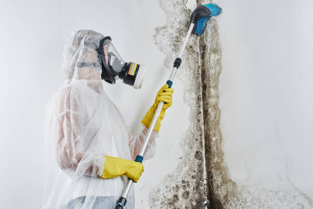 Mold Testing and Removal in Whitney, TX