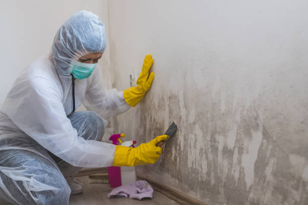 Best Commercial Mold Removal  in Whitney, TX