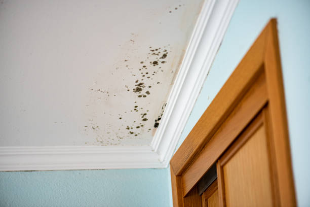 Best Mold Remediation  in Whitney, TX