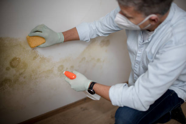 Best Professional Mold Removal  in Whitney, TX