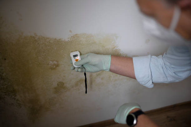 Best Home Mold Removal  in Whitney, TX