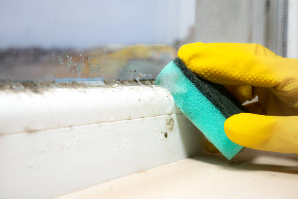 Mold Removal Process in Whitney, TX