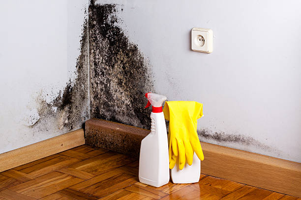 Best Local Mold Removal Service  in Whitney, TX