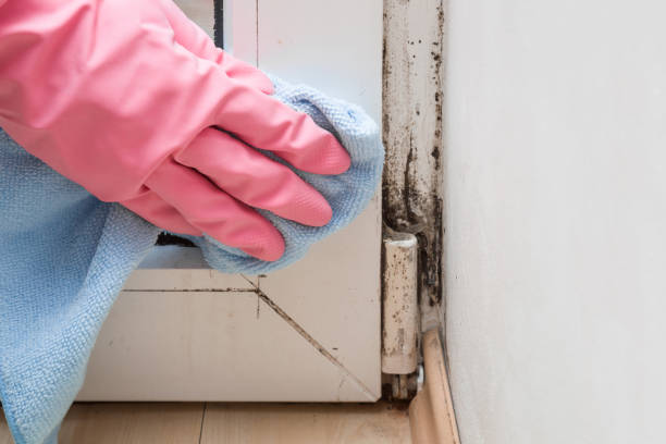 Best Mold Remediation Services  in Whitney, TX