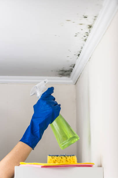 Best Best Mold Removal Companies  in Whitney, TX